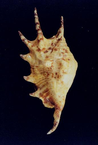 蜘蛛螺( em Lambis lambis /em )