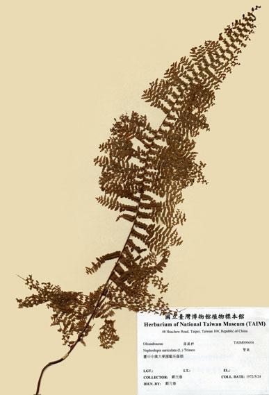 中文名：腎蕨 (H000604)學名： em Nephrolepis auriculata (L.) Trimen /em 