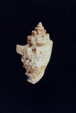 粗瘤鳳凰螺( em Lambis (Lentigo) lentiginosus  /em )