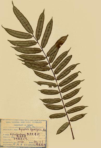 中文名：觀音座蓮 (H000605)學名： em Angiopteris lygodiifolia Rosenst. /em 