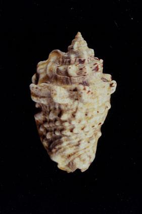 粗瘤鳳凰螺( em Lambis (Lentigo) lentiginosus  /em )