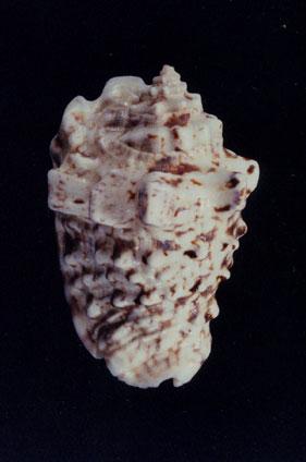 粗瘤鳳凰螺( em Lambis (Lentigo) lentiginosus  /em )