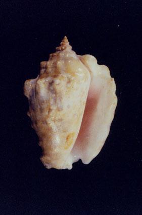 粗瘤鳳凰螺( em Lambis (Lentigo) lentiginosus  /em )