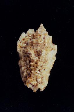 粗瘤鳳凰螺( em Lambis (Lentigo) lentiginosus  /em )