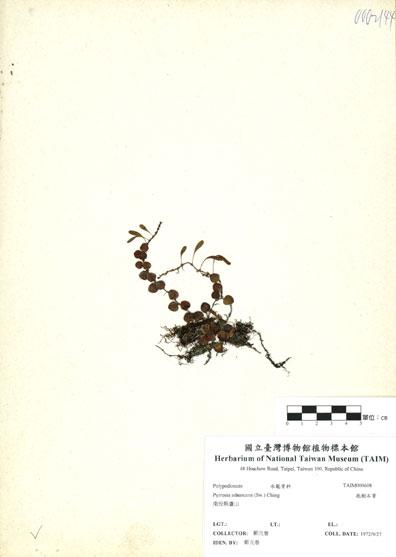 中文名：抱樹蕨 (H000608)學名： em Lemmaphyllum microphyllum Presl /em 