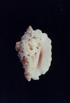 粗瘤鳳凰螺( em Lambis (Lentigo) lentiginosus  /em )