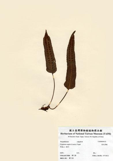 中文名：恩氏茀蕨 (H000610)學名： em Crypsinus engleri (Luerss.) Copel. /em 