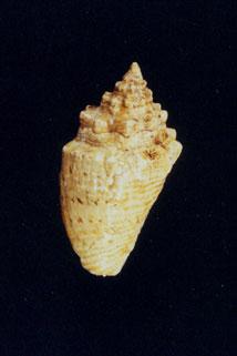 粗瘤鳳凰螺( em Lambis (Lentigo) lentiginosus  /em )