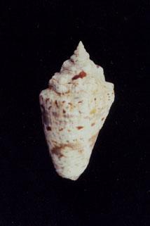 粗瘤鳳凰螺( em Lambis (Lentigo) lentiginosus  /em )