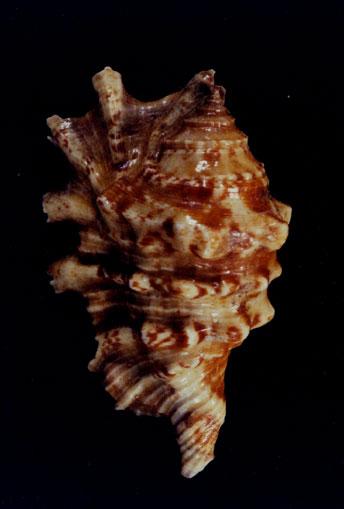 千足鳳凰螺( em Lambis millepeda  /em )