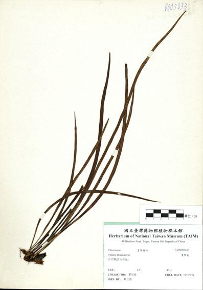 中文名：書帶蕨 (H000613)學名： em Vittaria flexuosa F?e /em 