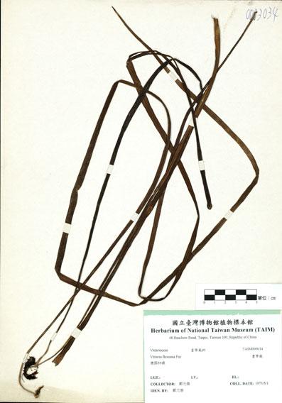 中文名：書帶蕨 (H000614)學名： em Vittaria flexuosa F?e /em 