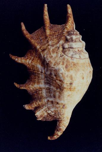 駱駝螺( em Lambis truncata sebae  /em )