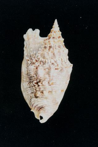 緋袖鳳凰螺( em Strombus (Euprotomus) aurisdianae  /em )