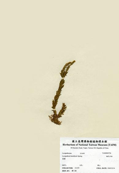 中文名：福氏石松 (H000756)學名： em Lycopodium hamiltonii Spring /em 