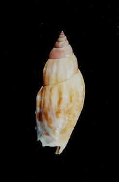 三齒鳳凰螺( em Strombus (Canarium) dentatus  /em )