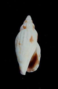 三齒鳳凰螺( em Strombus (Canarium) dentatus  /em )