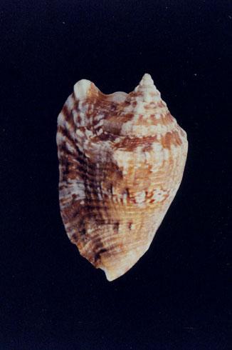 鷹翼鳳凰螺( em Strombus raninus Gmelin 1791 /em )