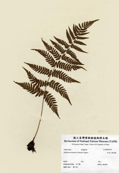 中文名：阿里山蹄蓋蕨 (H000762)學名： em Athyrium arisanense (Hayata) Tagawa /em 