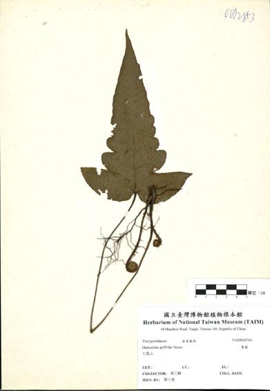 中文名：聖蕨 (H000764)學名： em Dictyocline griffithii Moore /em 