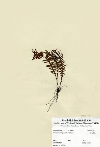 中文名：密毛蒿蕨 (H000766)學名： em Ctenopteris obliquata (Blume)  Copel. /em 