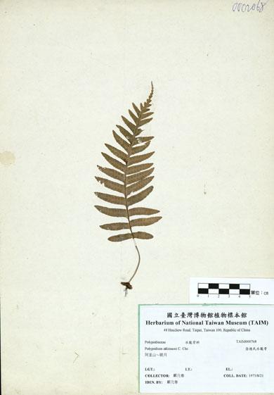 中文名：亞德氏水龍骨 (H000768)學名： em Polypodium atkinsoni C. Chr. /em 