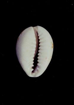 金環寶螺( em Cypraea (Erosaria) annulus  /em )