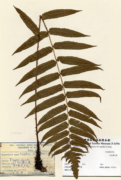 中文名：史氏鱗毛蕨 (H000769)學名： em Dryopteris scottii (Beddome) Ching /em 