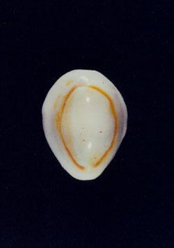 金環寶螺( em Cypraea (Erosaria) annulus  /em )