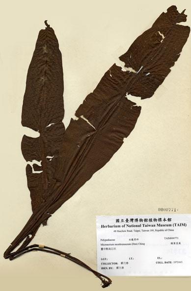 中文名：膜葉星蕨 (H000771)學名： em Microsorium membranaceum (Don) Ching /em 