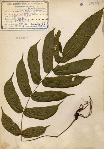 中文名：腸蕨 (H000618)學名： em Diplaziopsis javanica (Blume) C. Chr. /em 