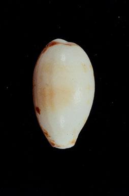 紫口寶螺( em Cypraea (Lyncina) carneola  /em )