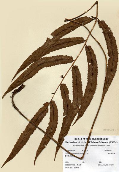 中文名：頂羽鱗毛蕨 (H000621)學名： em Dryopteris enneaphylla (Bak.) C. Chr. /em 