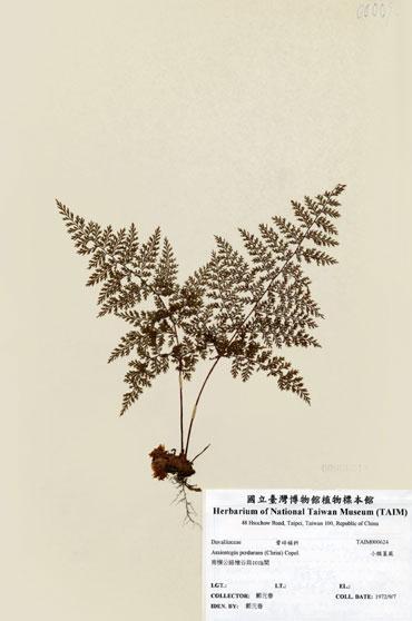 中文名：小膜蓋蕨 (H000624)學名： em Araiostegia perdurans (Christ) Copel. /em 
