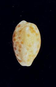 紅花寶螺( em Cypraea (Erosaria) helvola  /em )