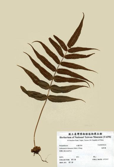 中文名：肢節蕨 (H000626)學名： em Arthromeris lehmanni (Mett.) Ching /em 