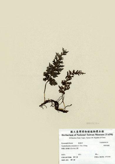 中文名：華東瓶蕨 (H000630)學名： em Vandenboschia orientalis (C. Chr.) Ching /em 