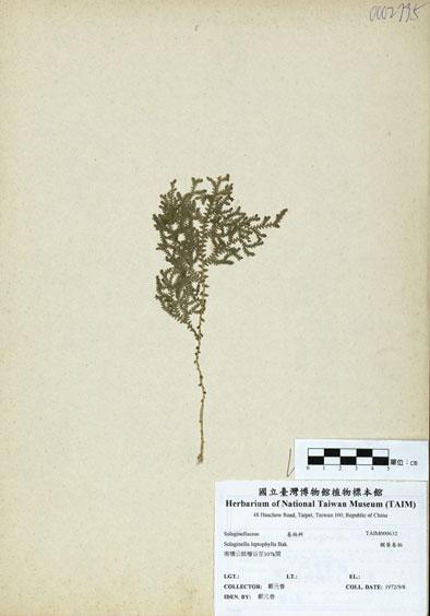 中文名：膜葉卷柏 (H000632)學名： em Selaginella leptophylla Bak. /em 