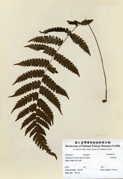 中文名：大葉貞蕨 (H000634)學名： em Cornopteris fluvialis (Hayata) Tagawa /em 