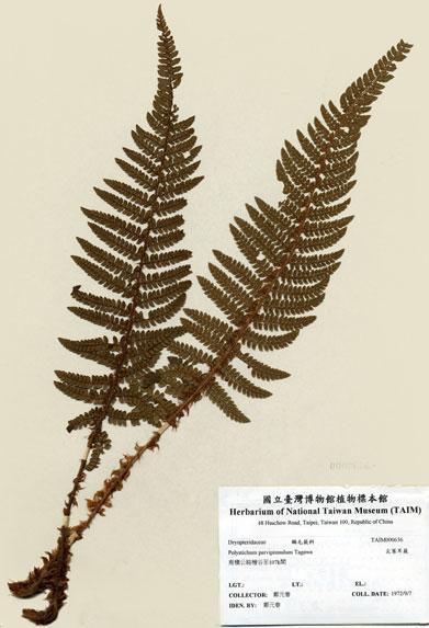 中文名：尖葉耳蕨 (H000636)學名： em Polystichum parvipinnulum Tagawa /em 