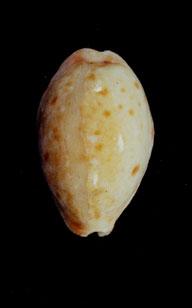 山貓寶螺( em Cypraea (Lyncina) lynx  /em )