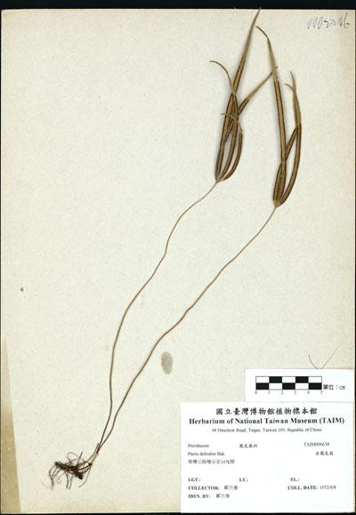 中文名：岩鳳尾蕨 (H000638)學名： em Pteris deltodon Bak. /em 
