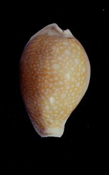 初雪寶螺( em Cypraea (Erosaria) miliaris  /em )