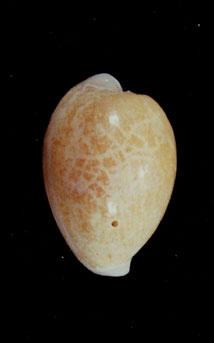 初雪寶螺( em Cypraea (Erosaria) miliaris  /em )