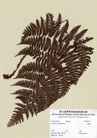 中文名：柄囊蕨 (H000641)學名： em Peranema cyatheoides Don /em 