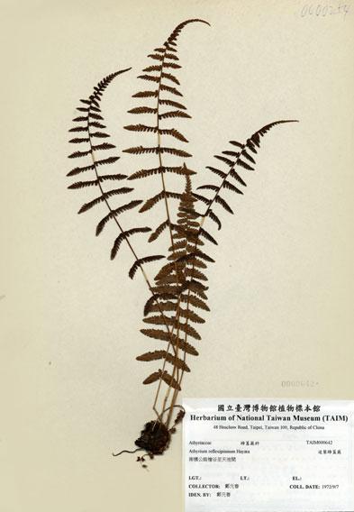 中文名：逆葉蹄蓋蕨 (H000642)學名： em Athyrium reflexipinnum Hayata /em 