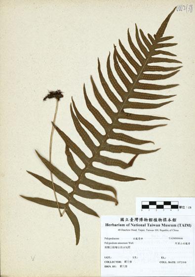中文名：阿里山水龍骨 (H000646)學名： em Polypodium amoenum Wall. ex Mett. /em 
