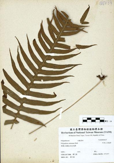 中文名：阿里山水龍骨 (H000647)學名： em Polypodium amoenum Wall. ex Mett. /em 