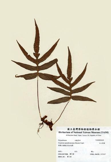 中文名：玉山茀蕨 (H000648)學名： em Crypsinus quasidivaricatus (Hayata) Copel. /em 