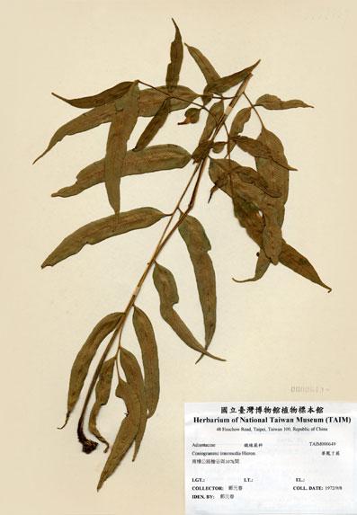 中文名：華鳳了蕨 (H000649)學名： em Coniogramme intermedia Hieron. /em 
